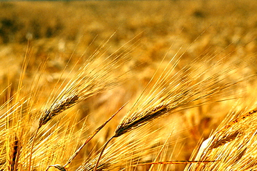 Close-up of a wheat field in southern California