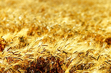 Wheat field in Southern California