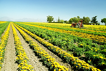 Field of yellow flowers grown for commercial use & clear blue sky in the background, California