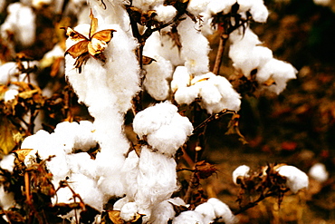 Close-up of a cotton plant