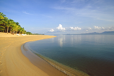 Trees on the beach, Ko Samui, Thailand