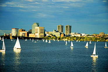 Sailboats in a river, Charles River, Boston, Massachusetts, USA