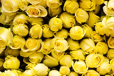 Close-up of a stack of roses