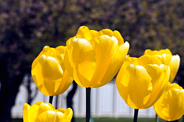 Close-up of yellow tulips, Washington DC, USA