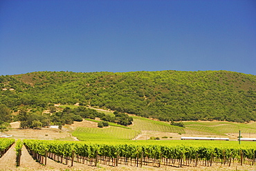 Vineyard on a rolling landscape