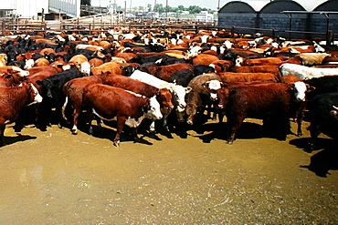 High angle view of a herd of cattle