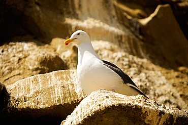 Low angle view of a seagull on a rock, La Jolla, San Diego, California, USA