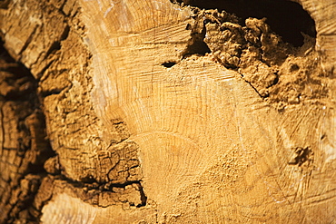 Close-up of a log