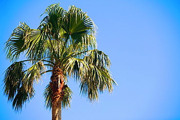 High section view of a palm tree