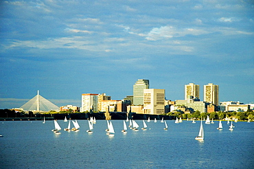 Sailboats in a river, Charles River, Boston, Massachusetts, USA