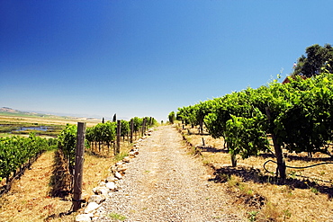 Panoramic view of a vineyard, Napa Valley, California, USA