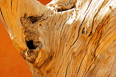 Close-up of a tree, Jaigarh Fort, Jaipur, Rajasthan, India