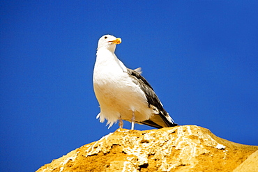 Low angle view of a seagull standing on a rock, La Jolla, San Diego, California, USA