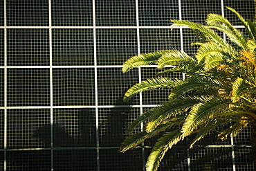 Close-up of a palm tree in front of a building, Miami, Florida, USA