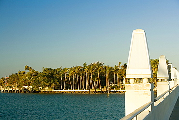 Palm trees along the sea, Miami, Florida, USA