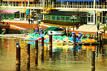 Dragon boats docked at a harbor, Inner Harbor, Baltimore, Maryland, USA