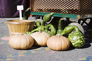 Heap of pumpkins on the floor