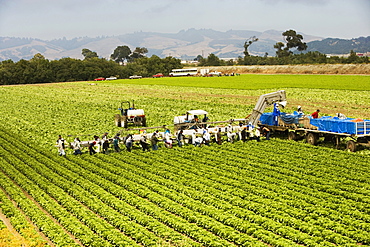 High angle view of a group of people working in a farm, Los Angeles, California, USA