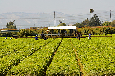 Group of people working in a farm