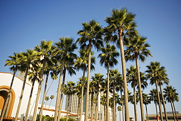 Palm trees in front of a station, Union Station, Los Angeles, California, USA