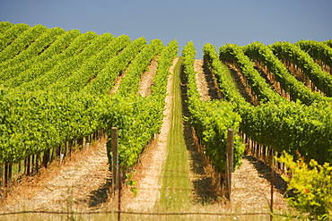 Vineyard in a rolling landscape