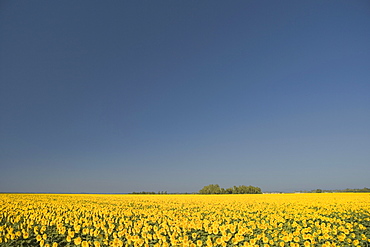 Panoramic view of a sunflower field