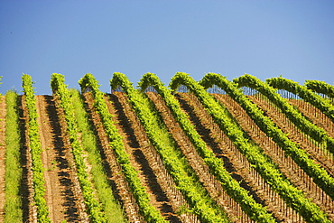 Vineyard on a rolling landscape