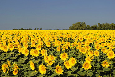 Panoramic view of a sunflower field