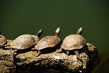 High angle view of turtles on a rock