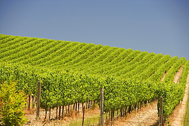 Vineyard in a rolling landscape