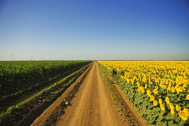 Dirt road running through a field