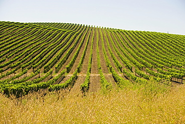 Vineyard on a rolling landscape