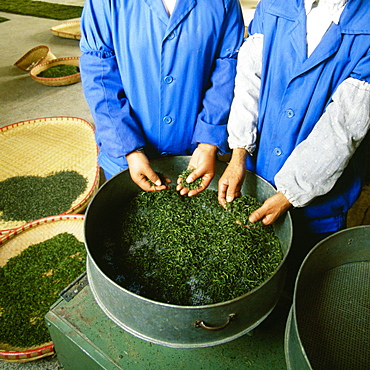 Mid section view of two men working in a tea factory, Yixing, Jiangsu Province, China