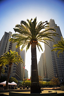 Low angle view of an office building in a city, San Francisco, California, USA