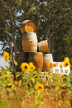 Close-up of sunflower plants in a field