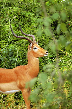 Male Impala (Aepyceros melampus) in a forest, Chobe National Park, Botswana