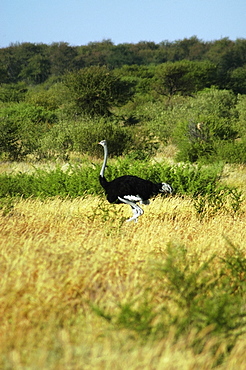 Ostrich (Struthio camelus) standing in a dry grass field, Kalahari Desert, Botswana