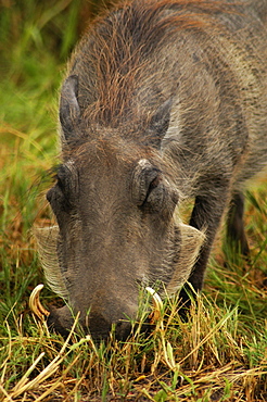 Close-up of a Warthog (Phacochoerus aethiopicus) looking for meal in a forest, Okavango Delta, Botswana