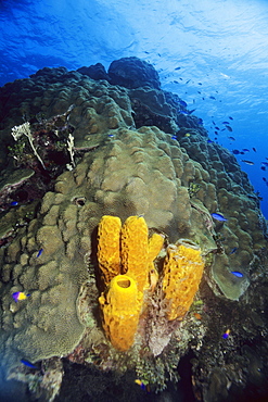 High angle view of Branching Tube Sponge (Pseudoceratina crassa) underwater, Cayman Islands