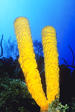 Close-up of Branching Tube Sponge (Pseudoceratina crassa) underwater, Belize