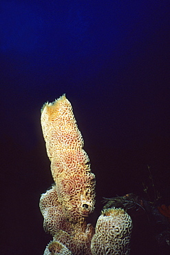 Close-up of a Branching Vase Sponge (Callyspongia Vaginalis) underwater, Saba, West Indies