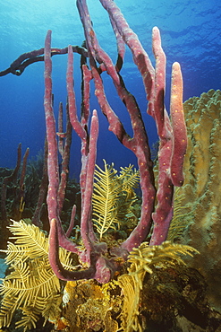 Close-up of Row Pore Rope Sponge (Aplysina Cauliformis) underwater, Cayman Islands, West Indies