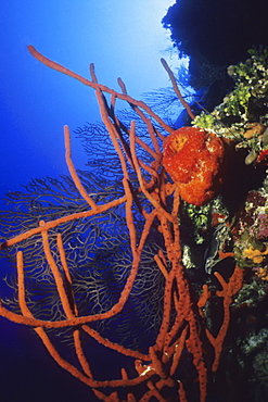 Close-up of Row Pore Rope Sponge (Aplysina Cauliformis) underwater, Cayman Islands, West Indies