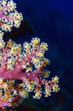 Close-up of Multi-Colored Soft Coral underwater, Milne Bay, Papua New Guinea