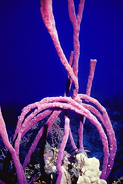 Close-up of Row Pore Rope Sponge (Aplysina Cauliformis), Turks and Caicos Islands, West Indies