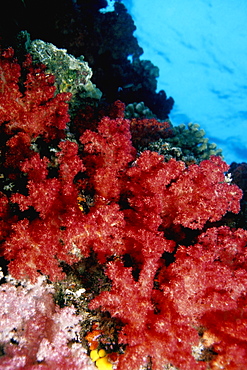 Close-up of Red Soft Coral underwater, Fiji