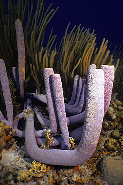 Close-up of a Stovepipe Sponge (Aplysina Archeri) underwater, Bonaire, Netherlands Antilles