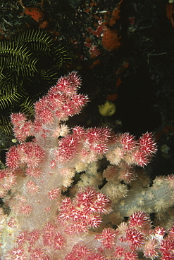 Close-up of Carnation Soft Coral underwater, Fiji