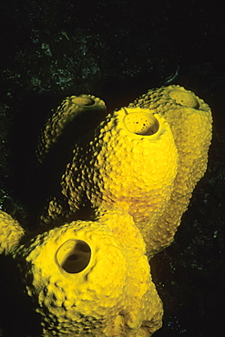 Close-up of Branching Tube Sponge (Pseudoceratina crassa) underwater, Cayman Islands, West Indies