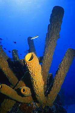 Close-up of Branching Tube Sponge (Pseudoceratina crassa) underwater, Turks and Caicos Islands, West Indies